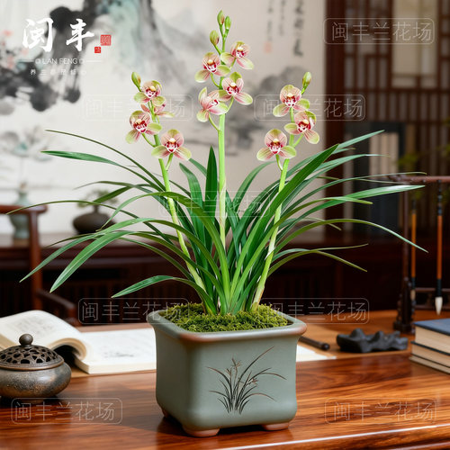碧粉玉盘兰花苗建兰四季兰