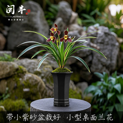 【金缘珍宝】带盆栽好叶艺兰