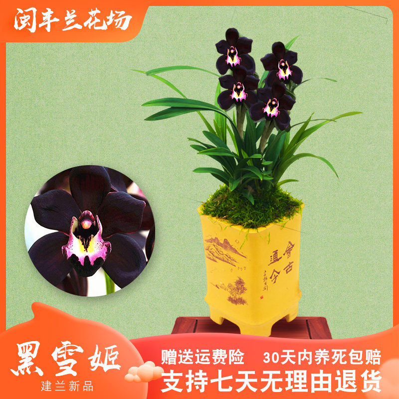 【黑雪姬】兰花苗建兰名贵盆栽花卉植物四季兰室内兰草国兰浓香