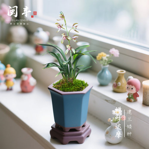 【禅叶达摩】兰花苗矮种建兰窗台