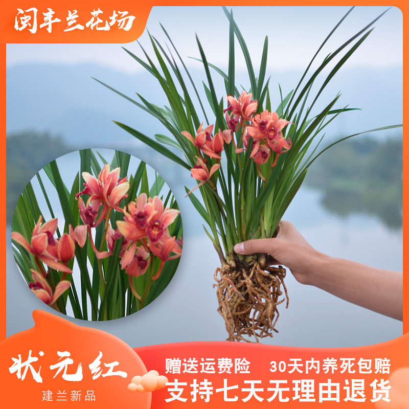 【状元红】兰花苗建兰名贵盆栽花卉植物四季兰室内兰草国兰浓香型