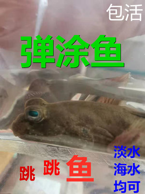 弹涂鱼跳跳观赏宠物水族