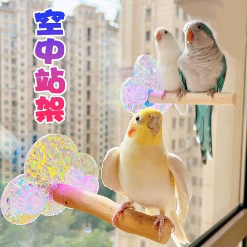 鹦鹉空中站架享受阳光极光炫彩