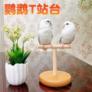鹦鹉T型站台桌面鸟站架牡丹虎皮玄凤训练互动实木站棍杆防水防污