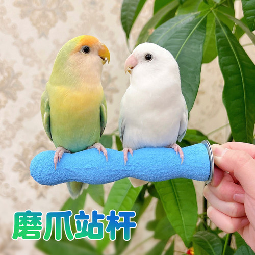 鹦鹉磨爪不伤足玄凤牡丹久站不累
