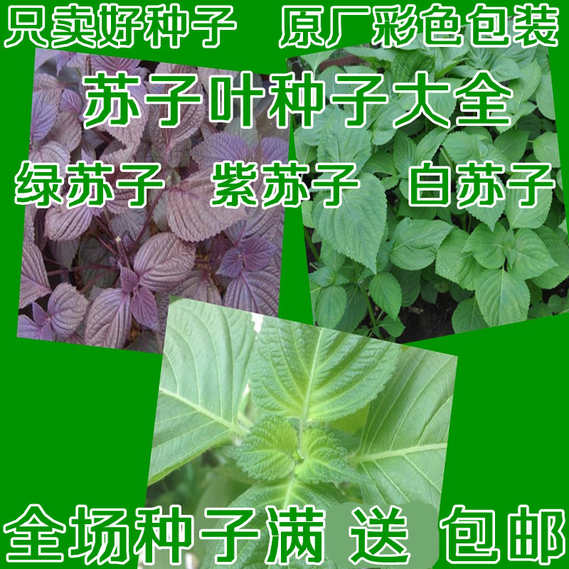 绿苏种子绿苏子叶紫苏白苏单双面全紫四季蔬菜种籽散装东北绿苏子