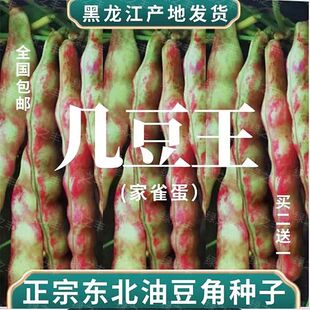 东北家雀蛋豆角种子几豆王搭架油豆角籽绿金钩鼓豆面豆角新籽高产