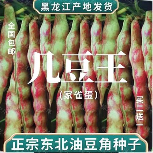 黑龙江油豆种籽家雀蛋豆几豆