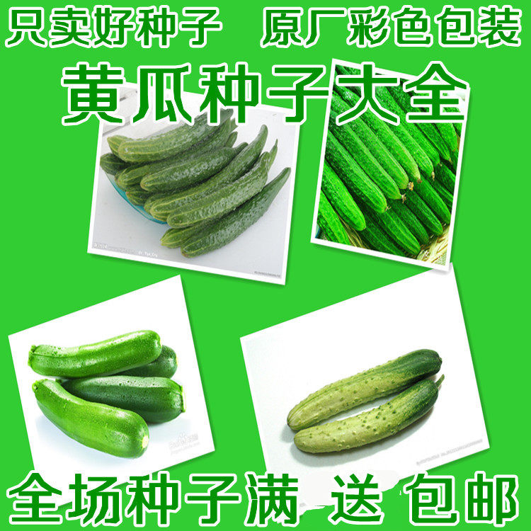 黄瓜种籽东北旱黄瓜种子水果黄瓜青瓜老皮麻瓜秋瓜阳台蔬菜种孑