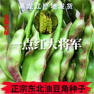 一点红将军豆角种子东北油豆角种籽无筋搭架开锅烂油豆压趴架高产