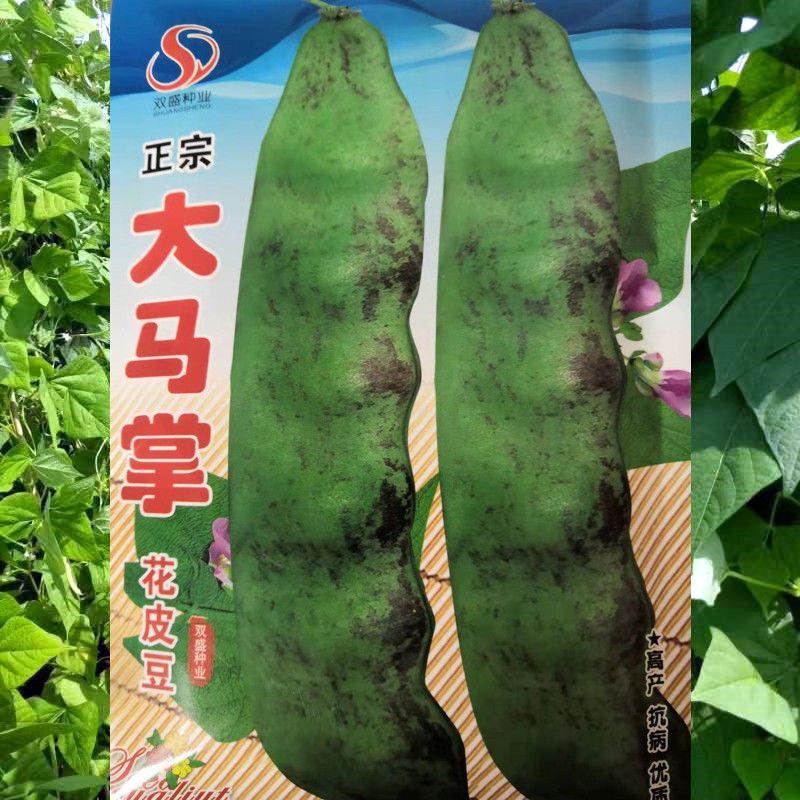大马掌油豆角种子东北超宽马掌籽架豆开锅烂压趴架油豆角种籽高产