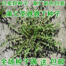 野生蒲公英种孑四季婆婆丁种子春秋冬季种植药用盆栽蔬菜青菜种籽