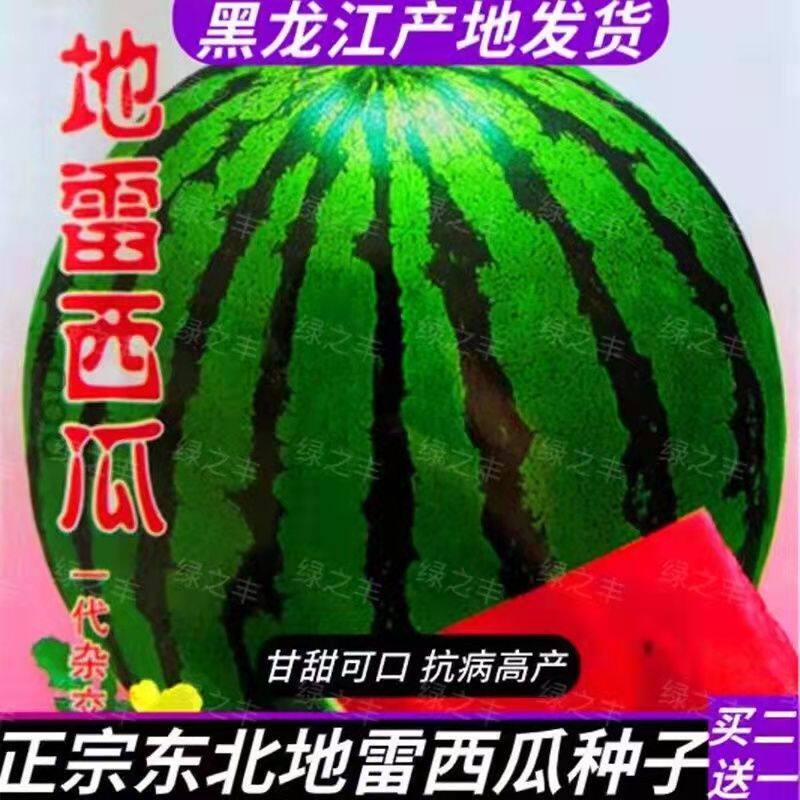 地雷王西瓜种子东北超甜懒汉西瓜籽麒麟西瓜种子皮薄早熟高产抗裂