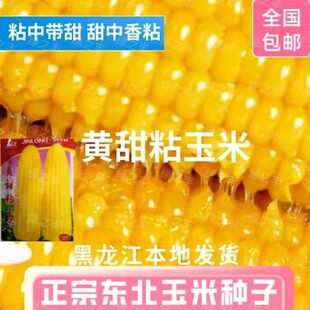 香甜糯粘玉米种子东北黄糯粘玉米籽黑龙江粘大棒玉米种子皮薄糯甜