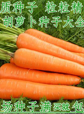 蔬菜韩国红色水果秋季胡萝卜种子