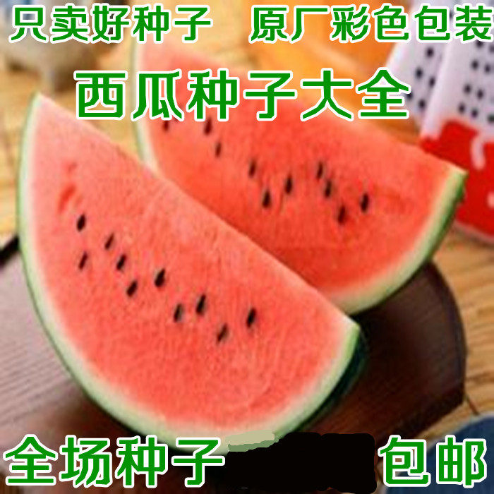 东北大西瓜种子高产早熟西瓜四季蔬菜种阳台蔬菜种菜种籽黑西瓜孑