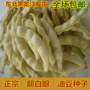 新籽兔子翻白眼油豆角种子东北油豆角种籽挤几豆鼓豆面豆角蔬菜孑
