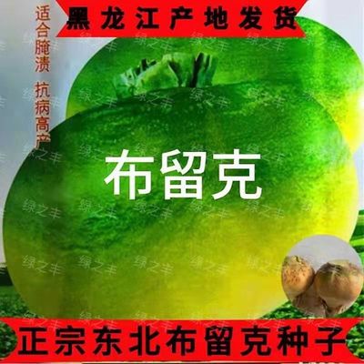布留克种子东疙瘩菜秋菜东北