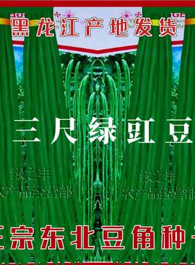 豇豆角种子东豇豆角种子东