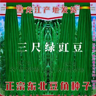 豇豆角种子东北三尺绿豇豆角种籽黑龙江长豆角籽高产抗病无筋无柴