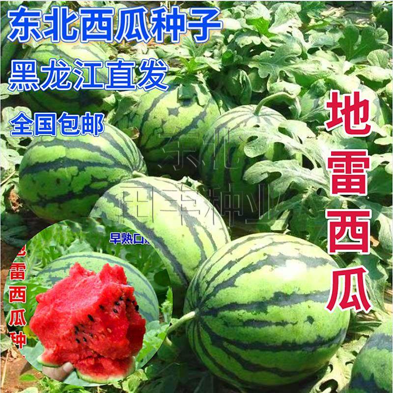 地雷西瓜种子超甜懒汉西瓜籽麒麟西瓜子正宗东北大果花皮高产抗病
