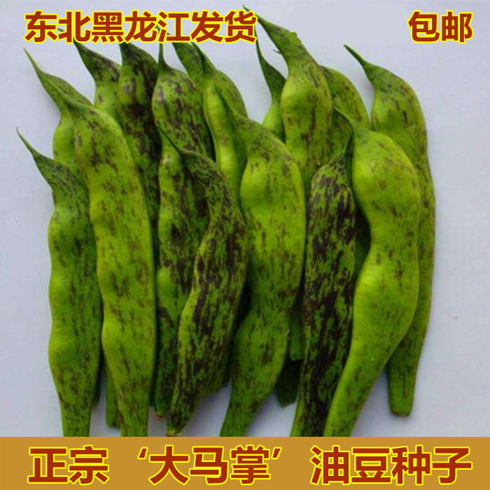 蔬菜东北油豆角阳台种子