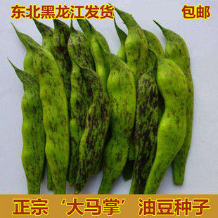 东北油豆角种孑大马掌种子将军豆开锅烂一棵树芸豆阳台蔬菜种籽