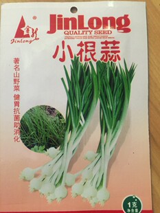 野生小根蒜种子根蒜种籽野葱蒜山蒜耐寒性好家庭庭院栽培蔬菜种孑