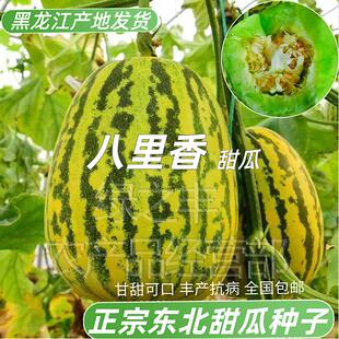 甜瓜种子正宗八里香甜瓜种子东北香瓜特甜蜜瓜籽家庭院中早熟水果
