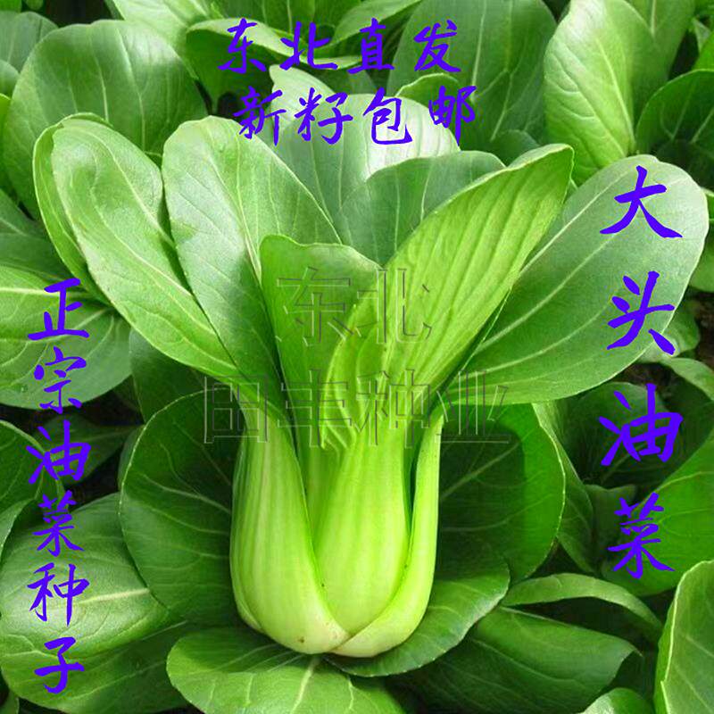油菜种子东北大头油菜籽黑龙江油菜种籽本地小油菜籽四季高产抗病