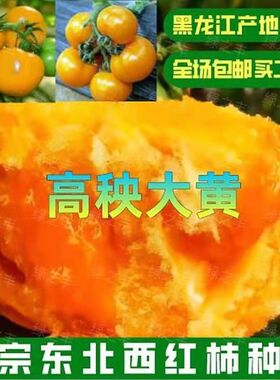 高秧大黄番茄种子东北大黄柿子籽黄色西红柿种籽水果四季蔬菜高产