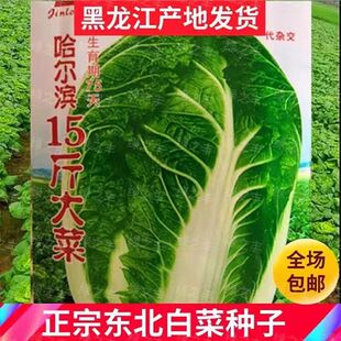 大白菜种子东北十五斤大白菜籽包心菜种籽腌酸菜农家四季耐热抗病