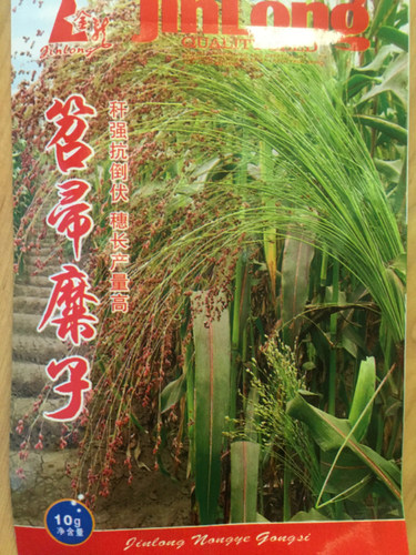 牧草种子甘蔗食用庭院甜高粱