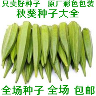 黄秋葵种子红秋葵种籽金秋葵羊角豆咖啡黄葵毛茄黄蜀葵洋辣椒蔬菜