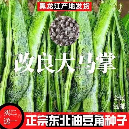 东北大马掌豆东北大马掌豆