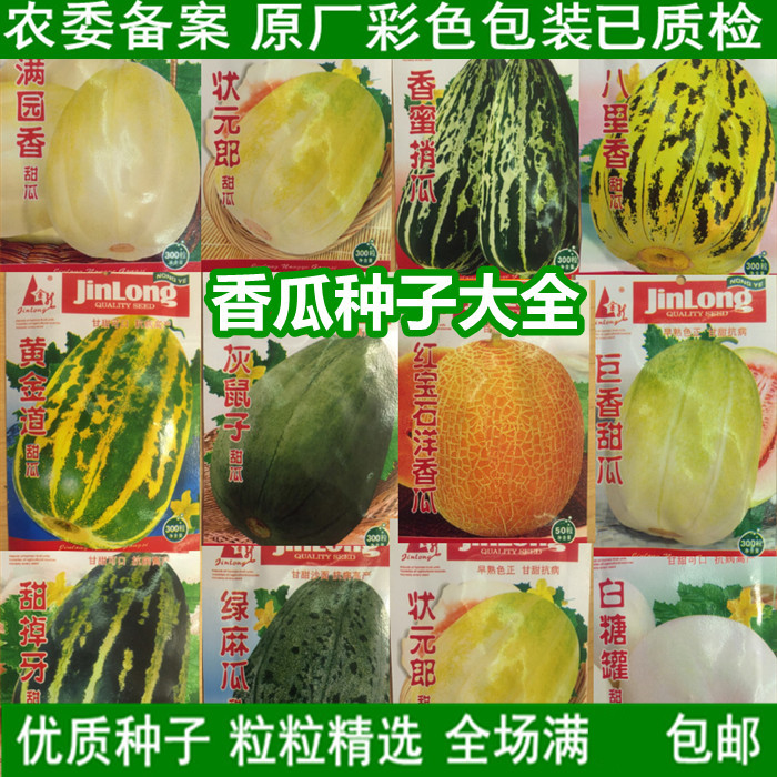 羊角蜜种孑高产早熟白瓜