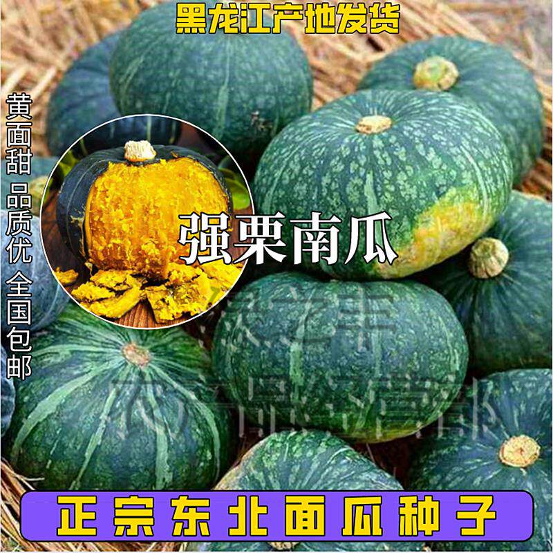 正宗甜栗南瓜种子东北窝瓜籽谢花面南瓜板栗倭瓜四季菜种蔬菜种子