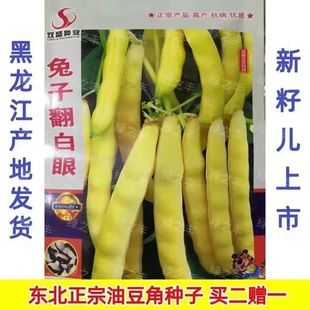 正宗东北兔子翻白眼豆角籽无筋无柴黑龙江油豆角种子豆面肉厚高产