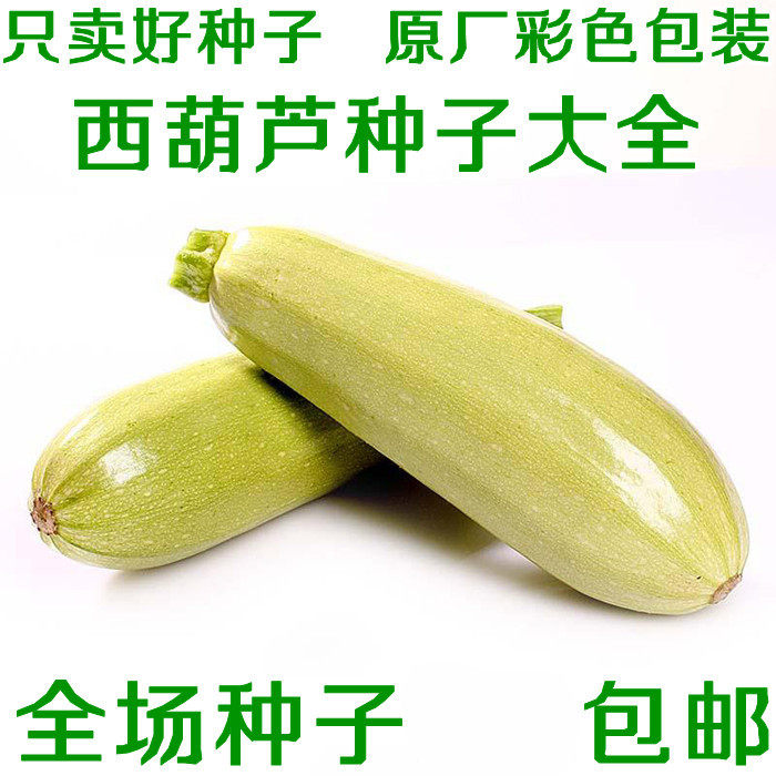 西葫芦种子孑占瓜花草瓜水果蔬菜籽阳台种菜高产抗病散装蔬菜种子