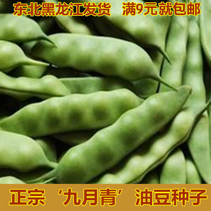 九月青种子 东北油豆角种子将军豆一点红绿油豆小油豆芸豆蔬菜籽,鲜花速递/花卉仿真/绿植园艺,家庭园艺种子,淘宝优惠券,粉丝福利购,淘宝优惠卷