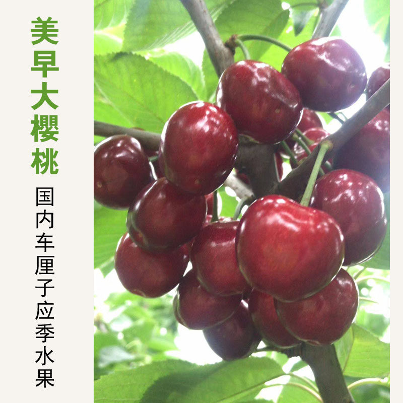 大连樱桃美早大果大棚樱桃车厘子新鲜水果包邮顺丰特大果jjj脆甜