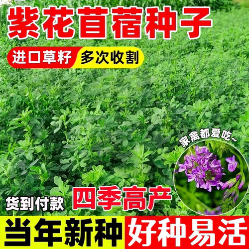 正大苜蓿草种籽多年生四季养殖喂鸡鸭鹅牛羊鱼草牧草紫花苜蓿草籽