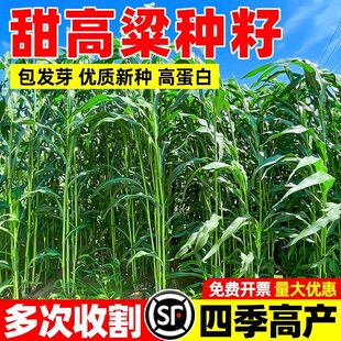 进口甜高粱牧草种籽四季高产高丹王草籽养殖猪牛羊鸭鹅草鱼草种子