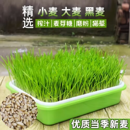 小麦猫草种子四季播种大麦燕麦