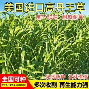 进口高产高丹王草牧草种子四季苏丹草种籽养殖喂猪牛羊鸭鹅鱼草籽