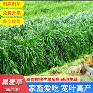 美国特高黑麦草种子养殖四倍体耐寒牧草畜牧鸡鸭牛羊鱼草种籽四季