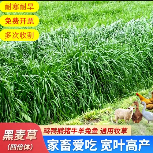 多年生黑麦草种籽子牧草种子畜牧
