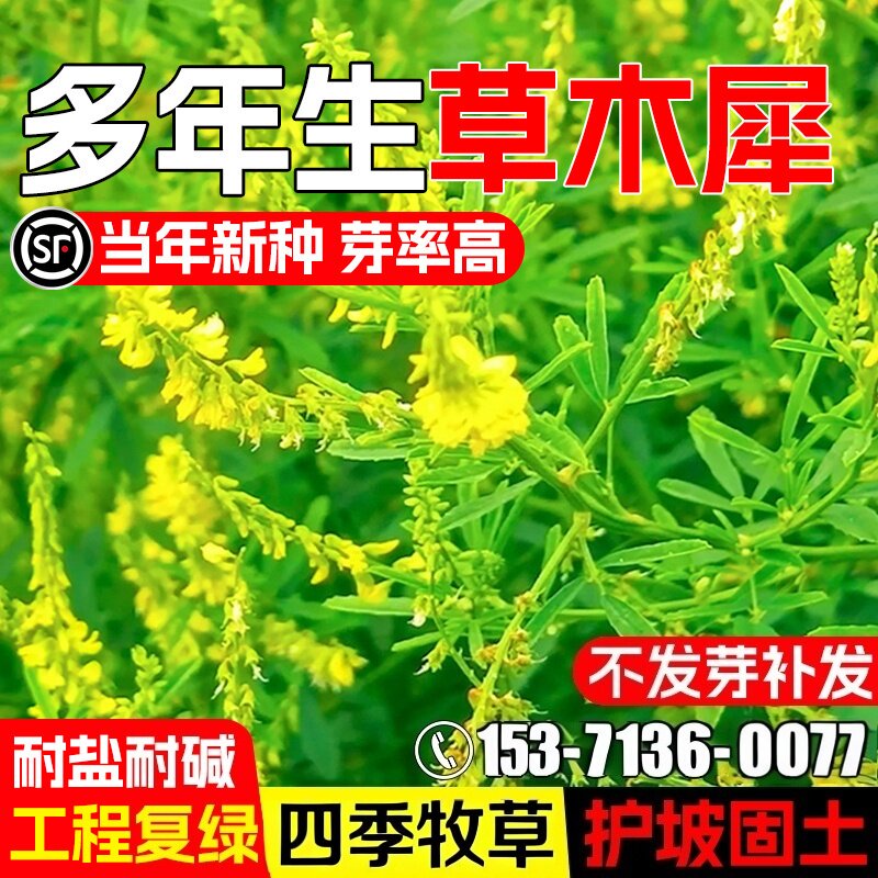 草木犀种子荒山绿化草木樨四季播种耐旱耐寒护坡蜜源植物四季牧草