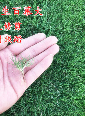 矮生百慕大种子 矮生草籽 耐旱耐践踏 天堂草 草坪种子