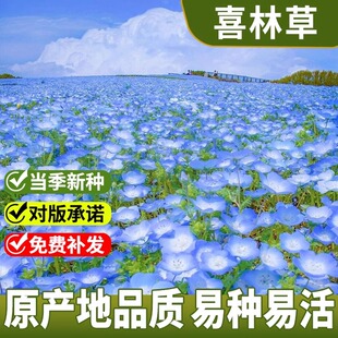 喜林草种子婴儿蓝眼苍月草粉蝶花籽虞美人盆栽四季种植开花卉种子